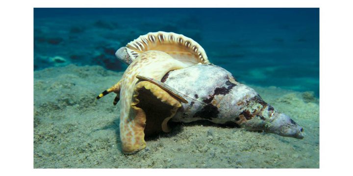 Leicht zu erbeuten, galten sie einst als beliebte Souvenirs aus dem Mittelmeer: Das Tritonshorn (Charonia tritonis) und Seesterne - wie hier der spermende Echinaster sepositus - sterben aus.