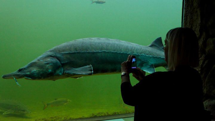 Wer nicht abtauchen will oder darf, kann die Stars des Unterwasserparks, die Störe, hinter Glas bewundern. Foto: Udo Kefrig