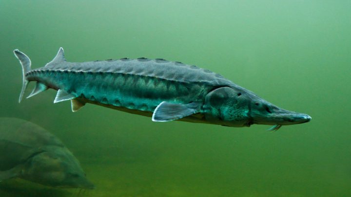 Tauchgang im Teich: Star im Teich ist der Stör! Dieser hier und seine Artgenossen sind Tauchern gegenüber nicht scheu. Anfassen dennoch verboten! Foto: Udo Kefrig