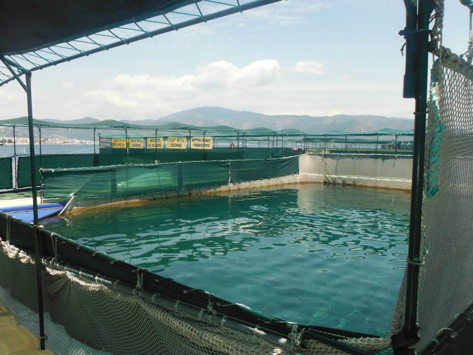 Freiwasser Delfinarium Marmaris, Türkei