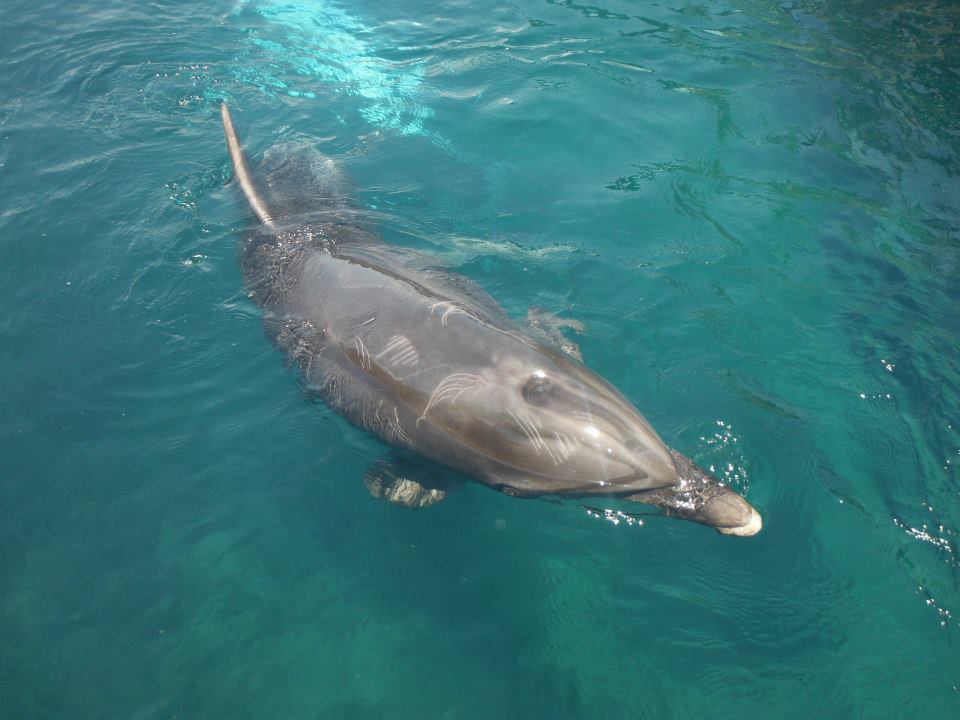Delfin Therapien