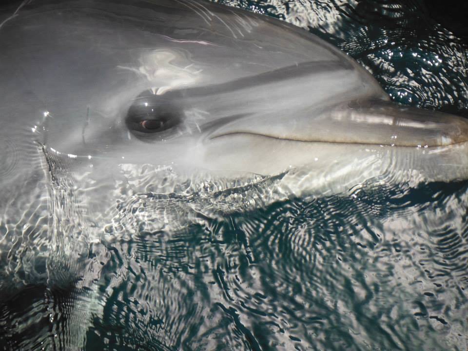 Delfin Therapien