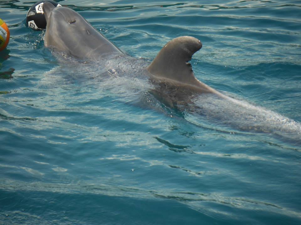 Delfin Therapien