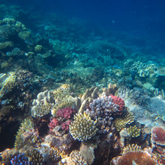 Langzeit Monitoring am Great Barrier Reef