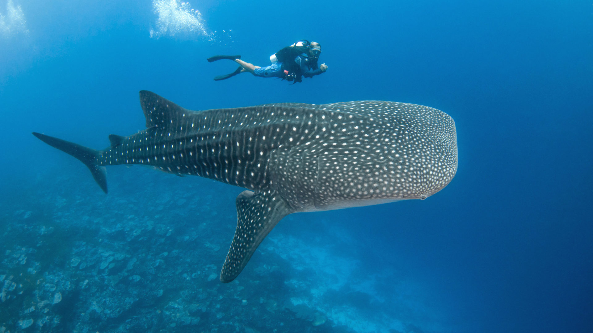 Walhai vor Tahiti mit Taucher