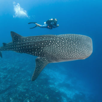 Walhai vor Tahiti mit Taucher
