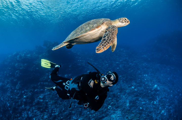 Schildkröte vor Fakarava