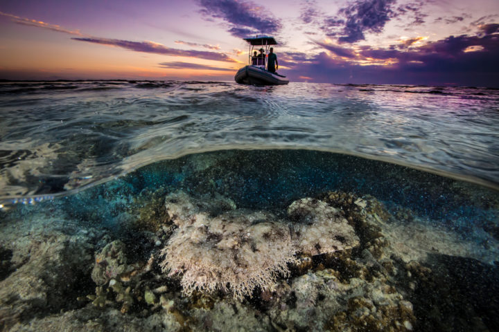 Teppishhai Wobbegong
