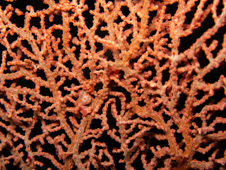 Seepferdchen (Hippocampus)