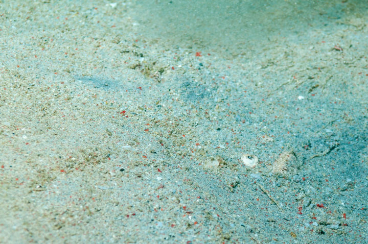 Himmesgucker Uranoscopidae
