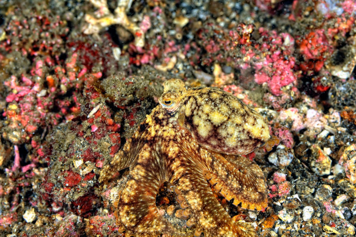 Steinfisch (Synanceiinae)