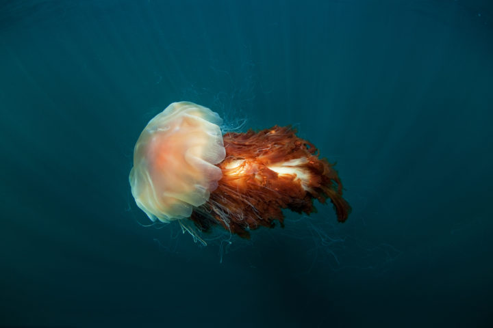 Cyanea capillata