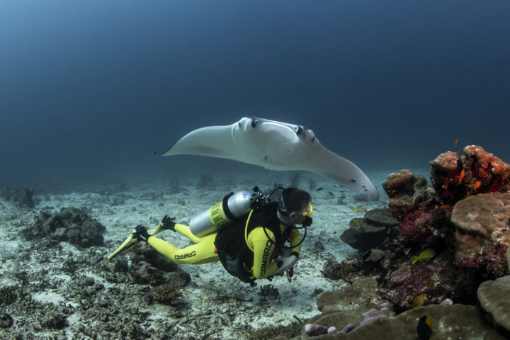 Manta auf den Malediven