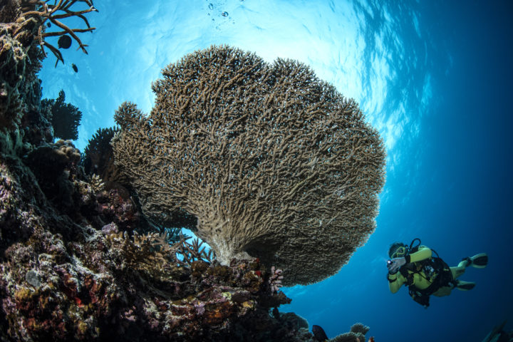 Meeru Island Malediven