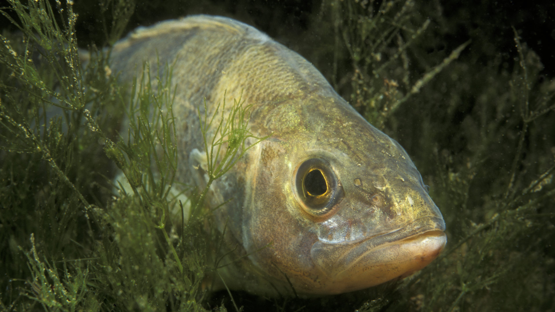 Flussbarsch; perca fluviatilis; perch, Baden-Württemberg,