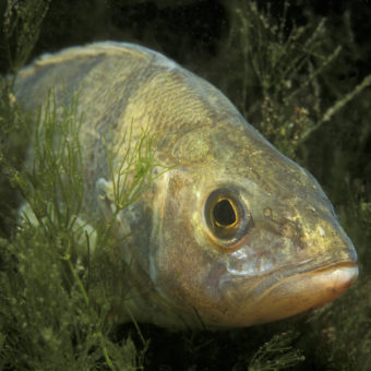 Flussbarsch; perca fluviatilis; perch, Baden-Württemberg,