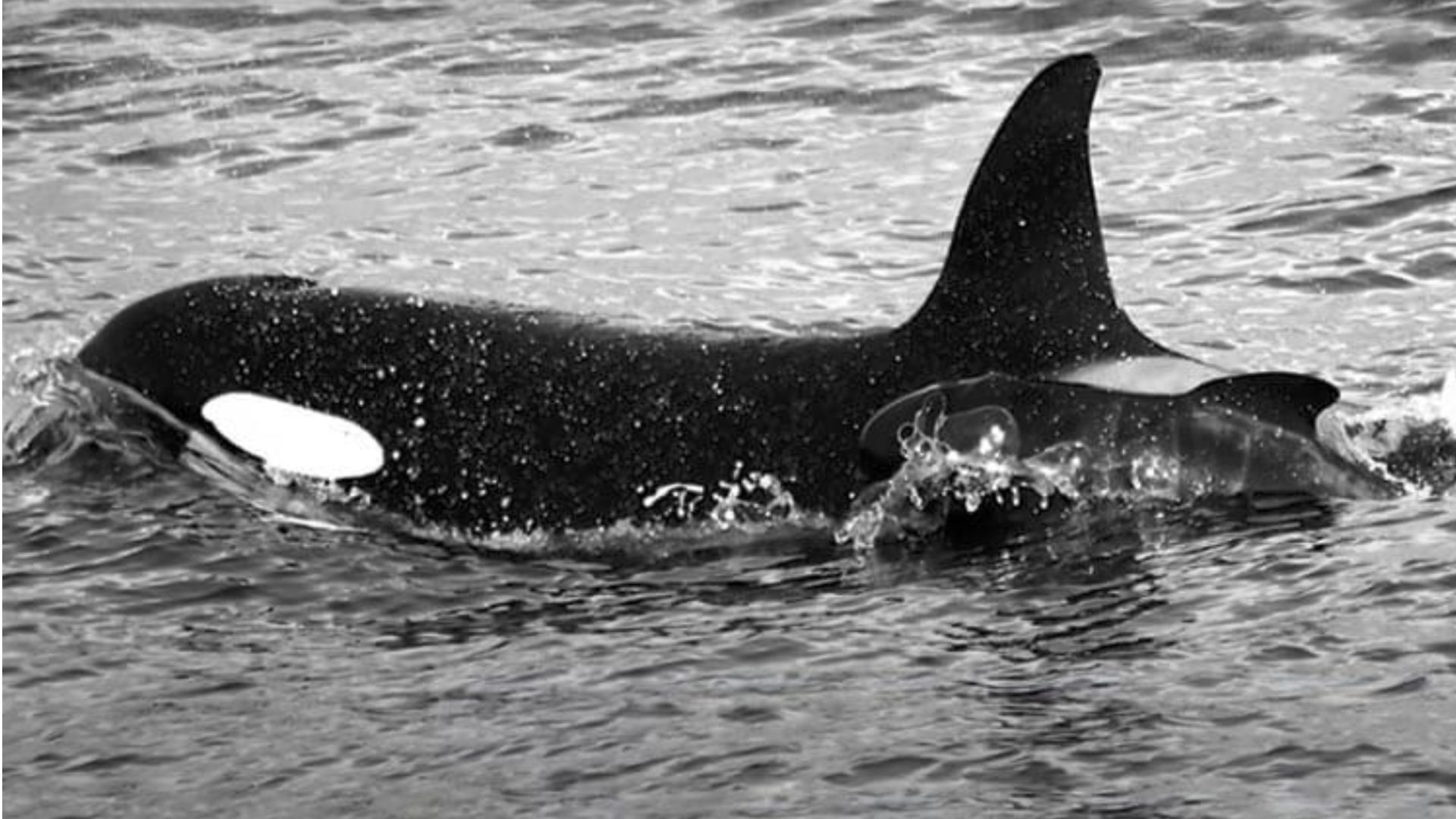 Orca and Grindwal