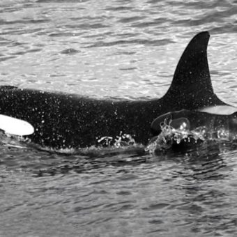 Orca and Grindwal
