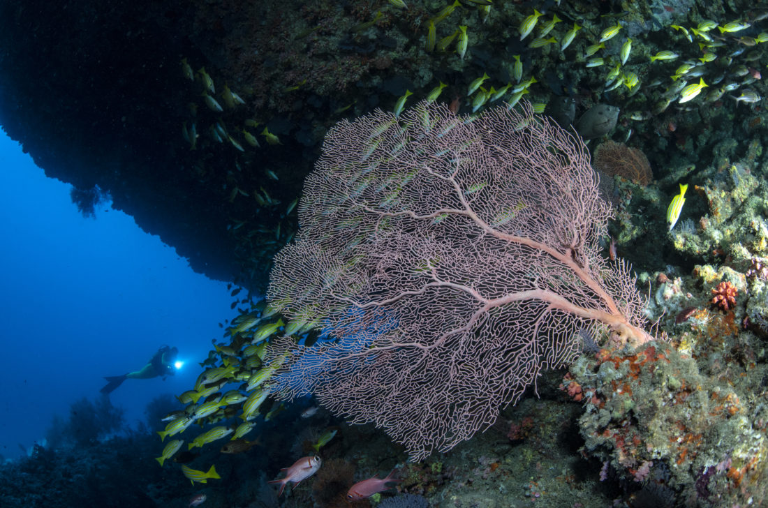 LUX Ari Atoll Tauchen