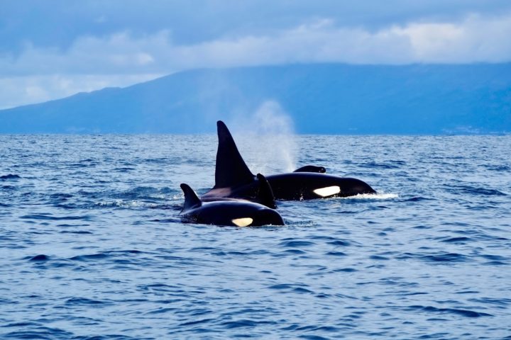 Eine Gruppe Orcas