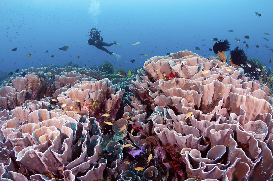 Landtauchen und Boots-Safari in Wakatobi