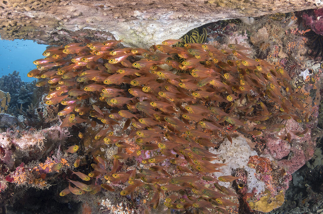 Landtauchen und Boots-Safari in Wakatobi