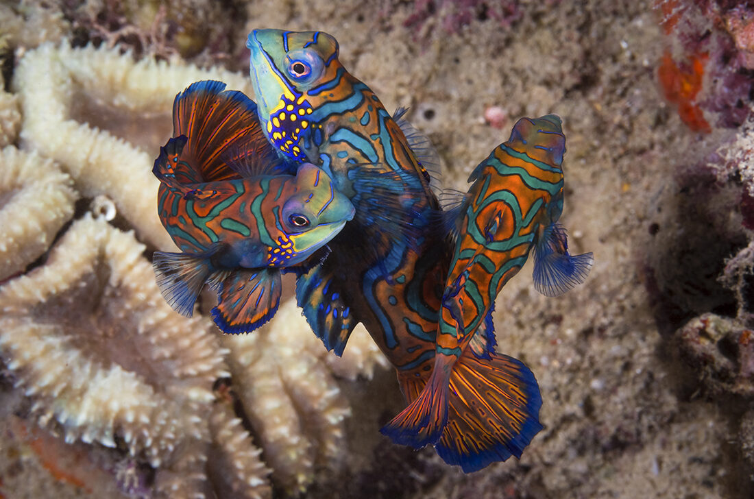 Landtauchen und Boots-Safari in Wakatobi