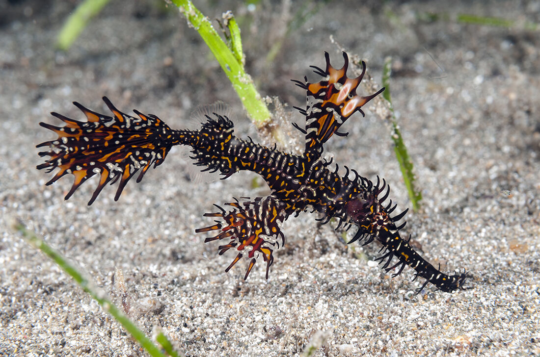 Landtauchen und Boots-Safari in Wakatobi