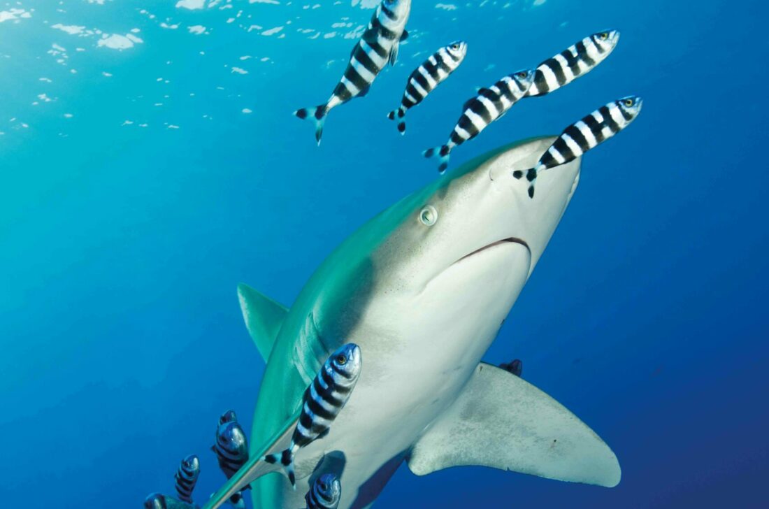 Longimanus