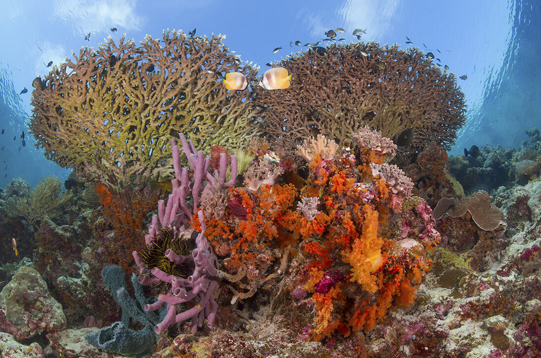 Landtauchen und Boots-Safari in Wakatobi
