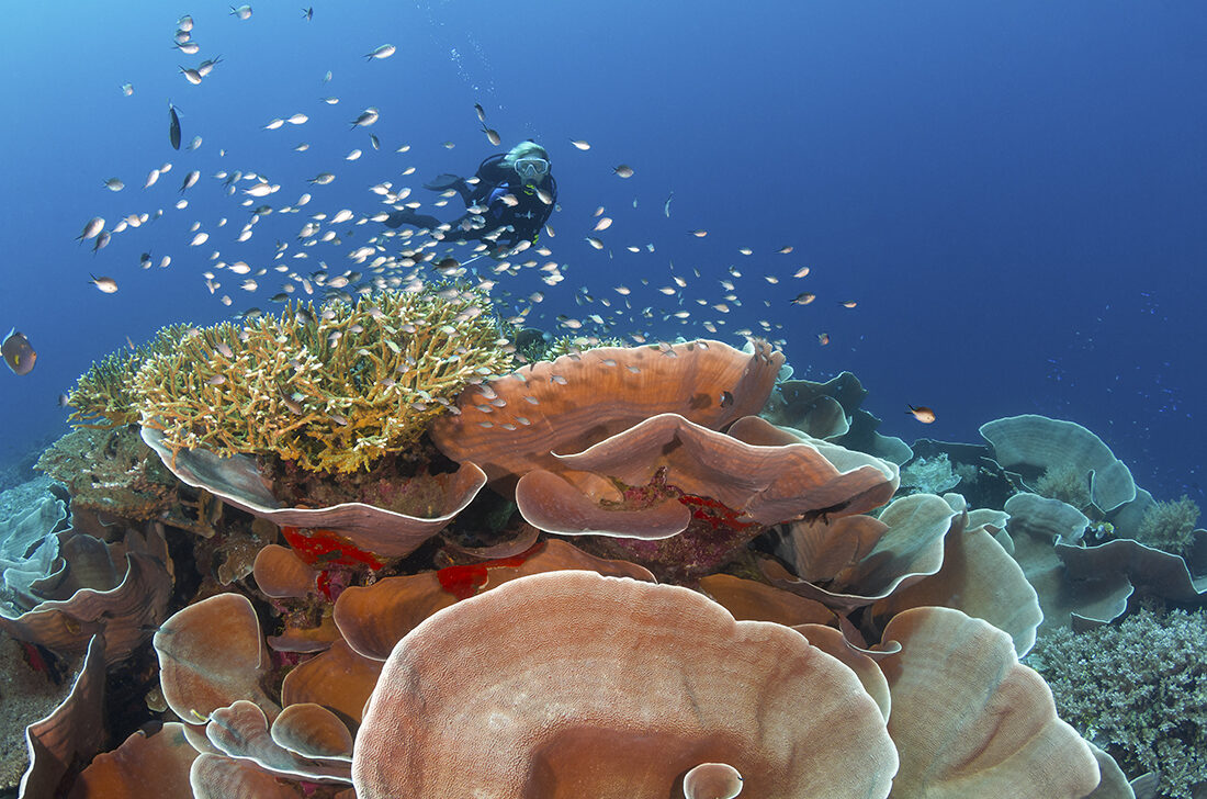 Landtauchen und Boots-Safari in Wakatobi