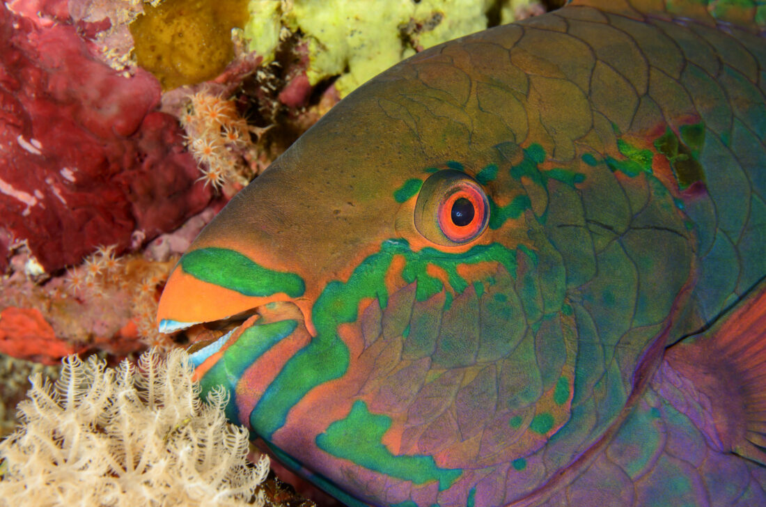 Papageifisch