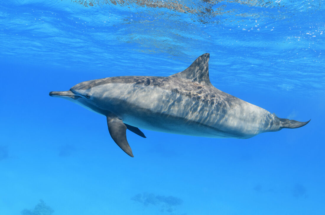 Delfin
