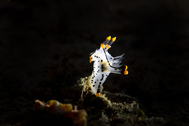 Nacktschnecke Tauchplatz Kurumba