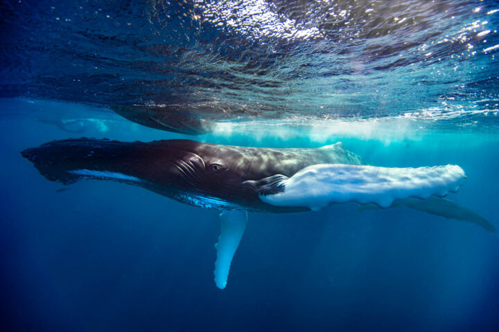 Buckelwal, Säugetier; Säuger | humpback whale; baleen whale | Cheilinae; Cheilinus undulatus