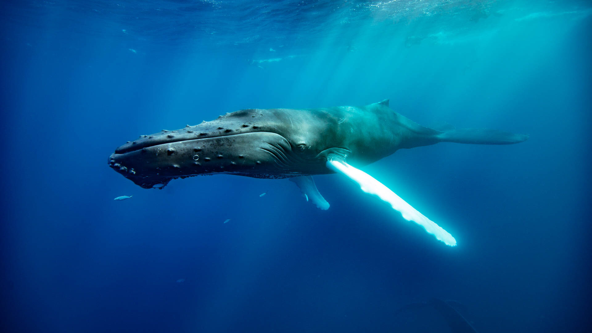 Buckelwal, Säugetier; Säuger | humpback whale; baleen whale | Cheilinae; Cheilinus undulatus