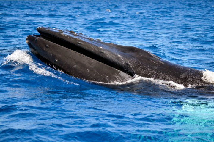 Buckelwal, Säugetier; Säuger | humpback whale; baleen whale | Cheilinae; Cheilinus undulatus