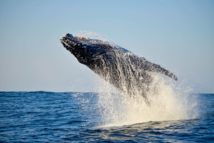 Buckelwal breaching; Säugetier; Säuger | humpback whale breaching; baleen whale | Cheilinae; Cheilinus undulatus