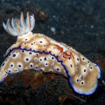 typische Doride, Nudibranch, nacktschnecke.