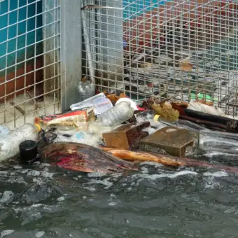 Müll im Rhein an einer Barriere nahe Köln mit Plastikflaschen und Abfällen im Wasser