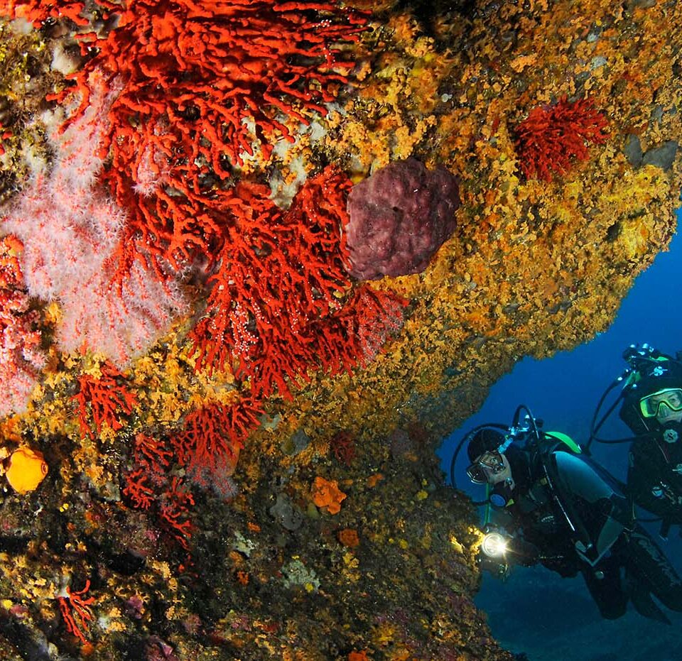 Taucher an einer steilen, mit Gorgonien bewachsenen Felswand an der Costa Brava