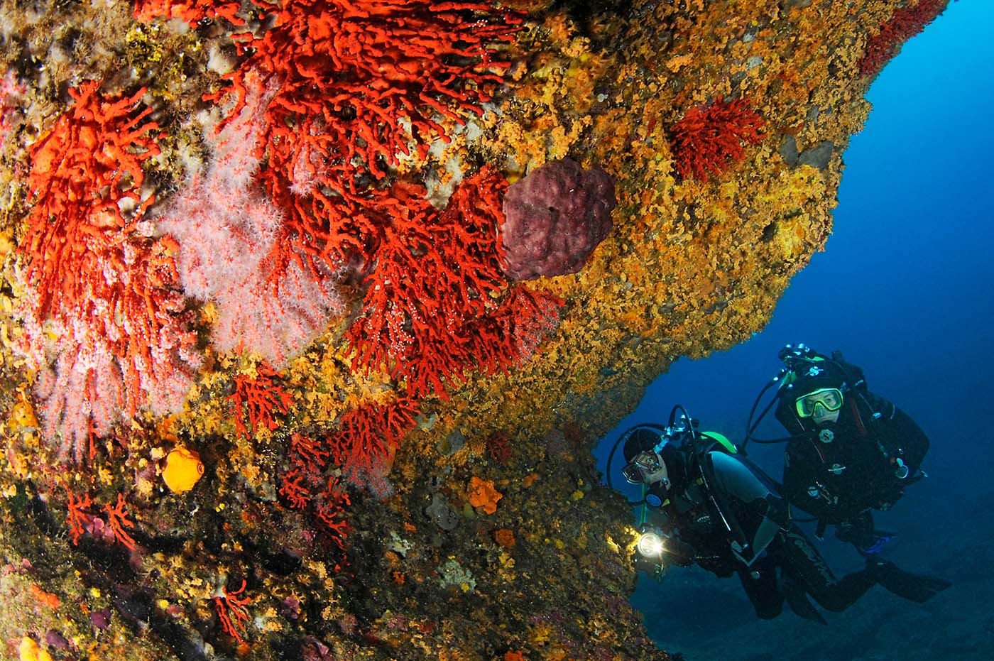 Taucher an einer steilen, mit Gorgonien bewachsenen Felswand an der Costa Brava