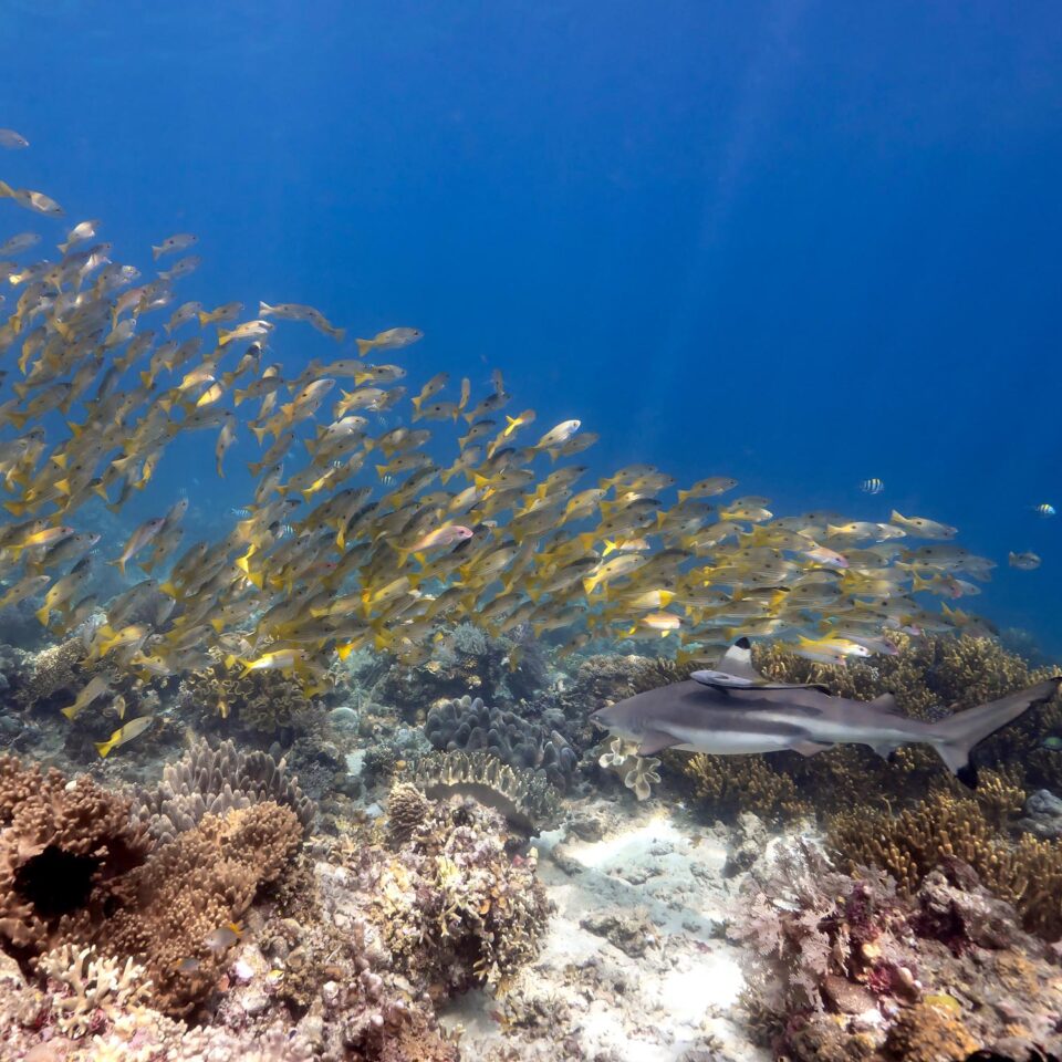 Schwarm Gelbschnapper und Riffhai über einem Korallenriff in Nord-Halmahera