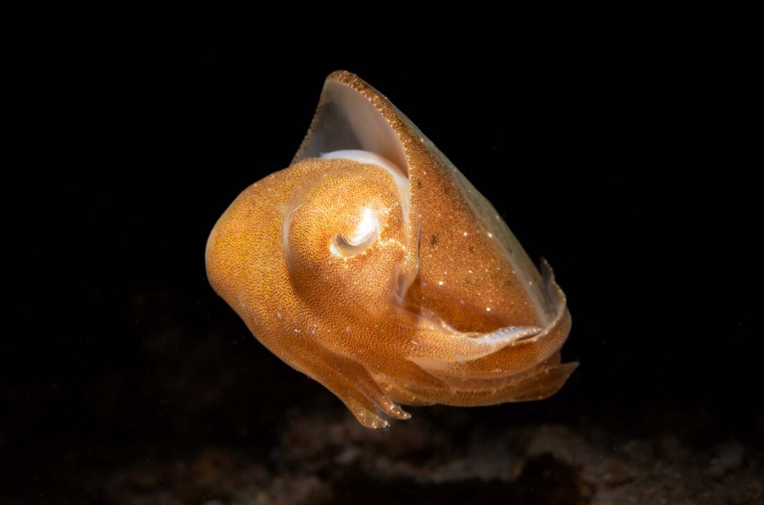 Zwerg Sepie juvenile Form fotografiert in Lembeh / Indonesien