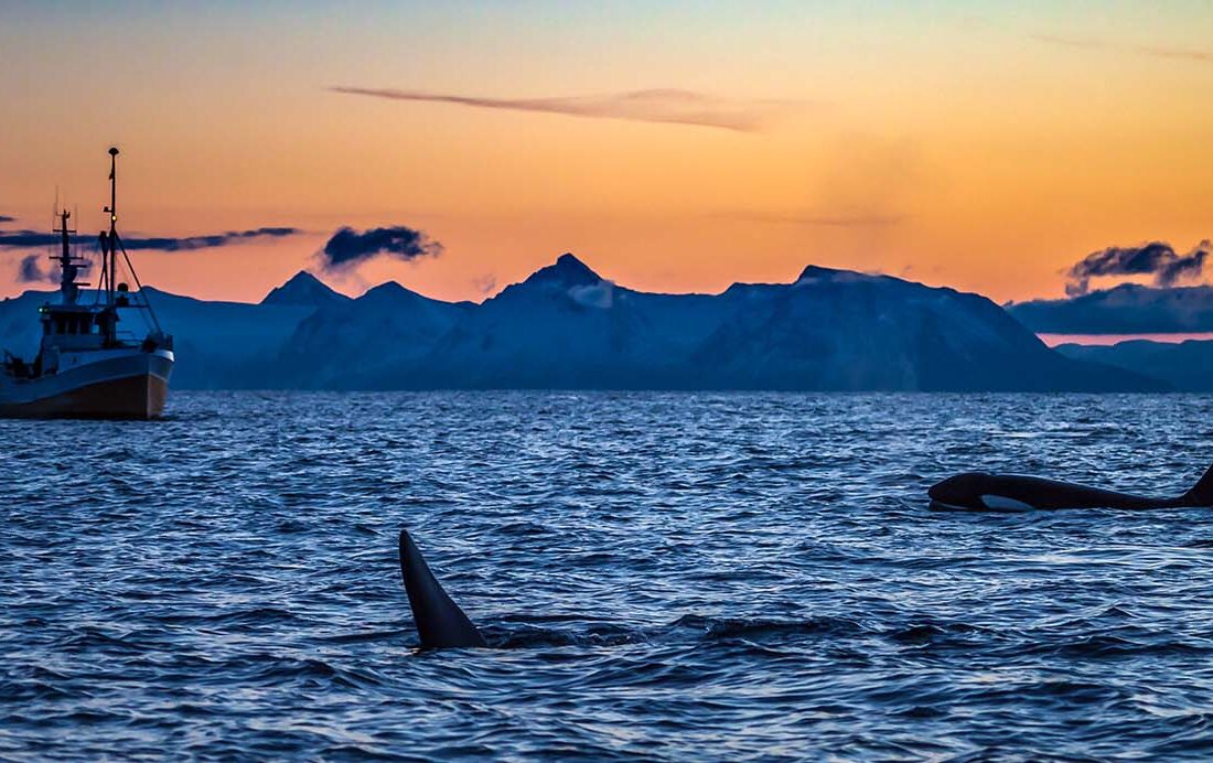 Orcas schwimmen nahe eines Bootes bei Sonnenuntergang vor norwegischer Küste