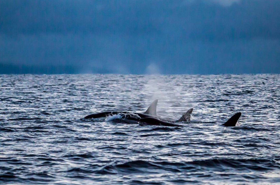 Drei weibliche Schwertwale (Orcinus orca) beim synchronen Auftauchen zum Atmen. Das koordinierte Verhalten ist typisch für eng verbundene Gruppen innerhalb eines Pods.