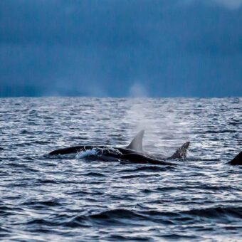 Drei weibliche Schwertwale (Orcinus orca) beim synchronen Auftauchen zum Atmen. Das koordinierte Verhalten ist typisch für eng verbundene Gruppen innerhalb eines Pods.