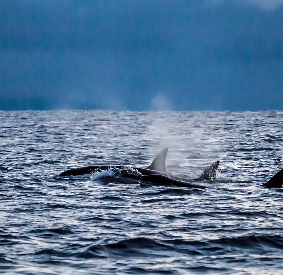 Drei weibliche Schwertwale (Orcinus orca) beim synchronen Auftauchen zum Atmen. Das koordinierte Verhalten ist typisch für eng verbundene Gruppen innerhalb eines Pods.