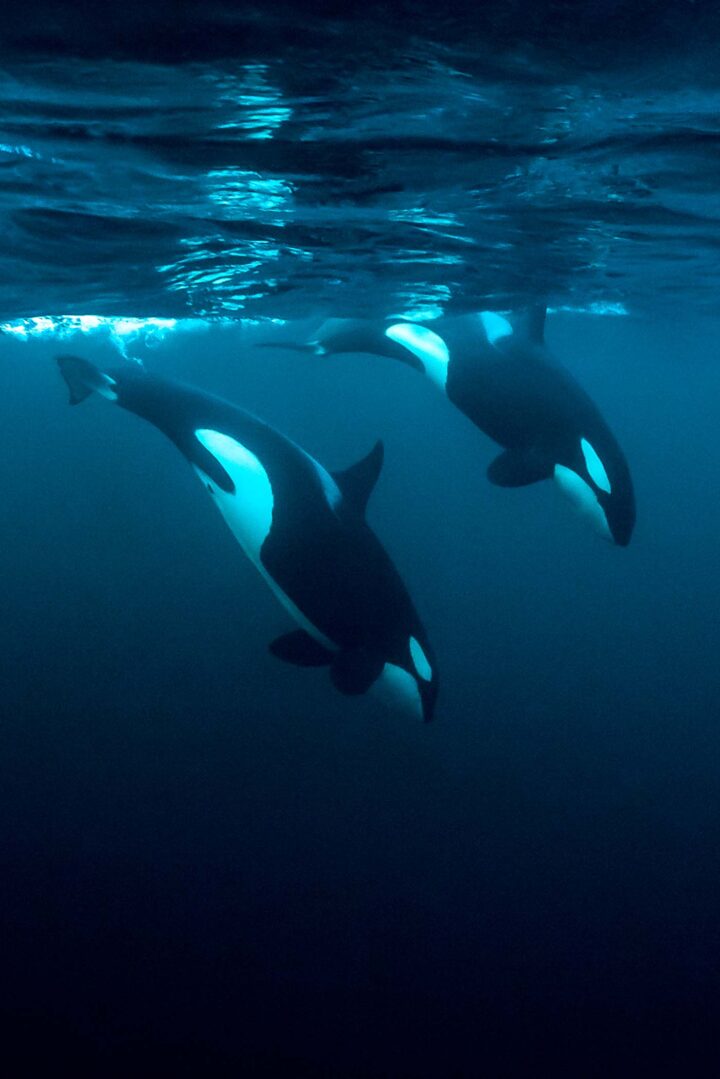 Zwei Orcas schwimmen parallel unter Wasser