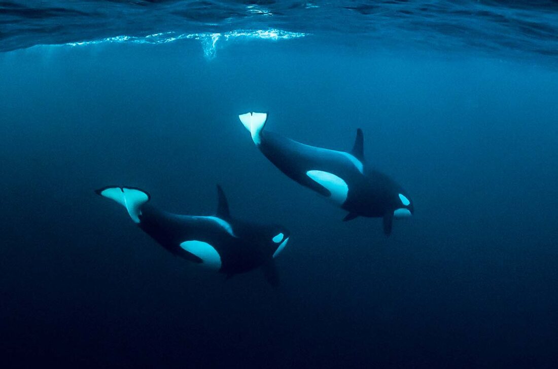 Zwei weibliche Orcas schwimmen knapp unter der Wasseroberfläche und tauchen nach einem Atemzug wieder ab